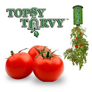 topsy aturvy tomatoe